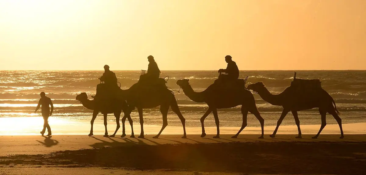 Camel caravan at sunset on Essaouira beach